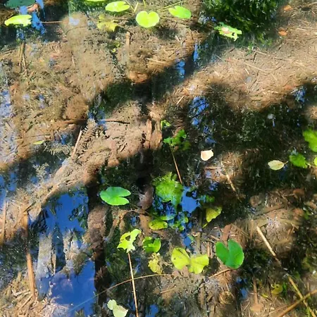 Letniskowy Letowo * Letowo (West Pomeranian)