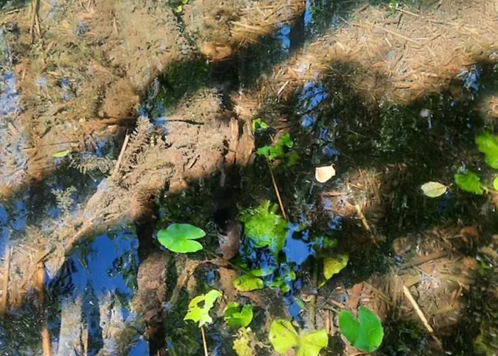 Letniskowy Letowo * Letowo (West Pomeranian)